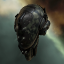 Elite Federation Liburna