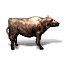 Large Group of Cattle