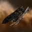 TEST ICON Amarr Carrier
